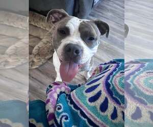 Rumi - Female American Bulldog-Unknown Mix Dog for Adoption - Photo #4