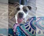 Small Photo #4 American Bulldog-Unknown Mix Puppy For Sale in Greenville, SC, USA