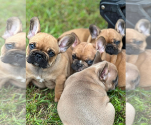 French Bulldog Puppy for sale in CHINA SPRING, TX, USA