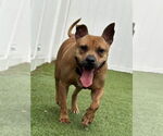 Small #6 American Pit Bull Terrier