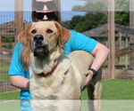 Small Labrador Retriever