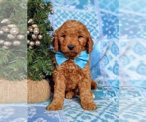 Goldendoodle (Miniature) Puppy for sale in CHRISTIANA, PA, USA