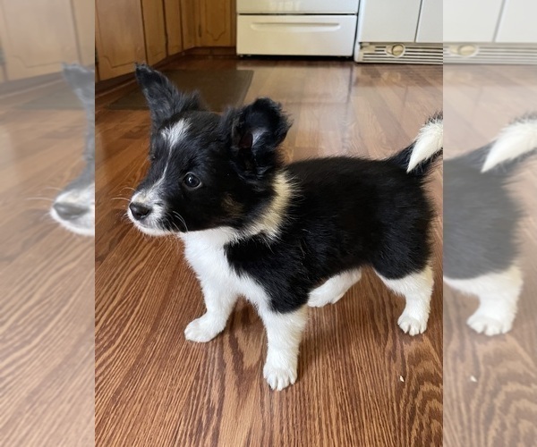 Medium Photo #14 Border Collie-Papillon Mix Puppy For Sale in CULPEPER, VA, USA
