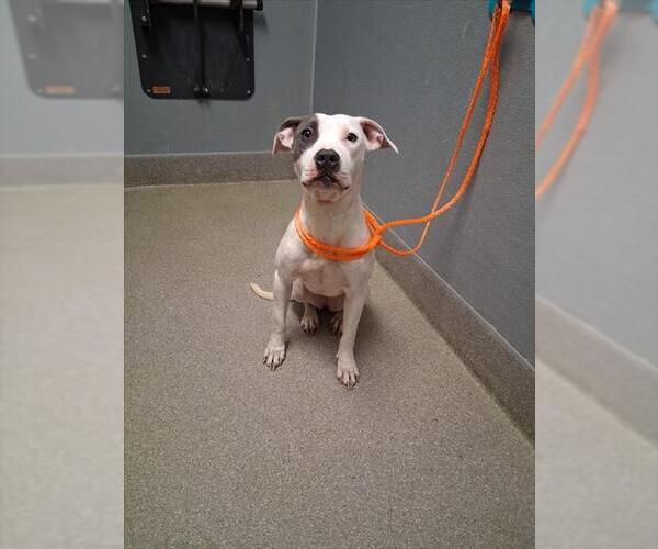 Medium Photo #1 American Pit Bull Terrier-Unknown Mix Puppy For Sale in Las Vegas, NV, USA