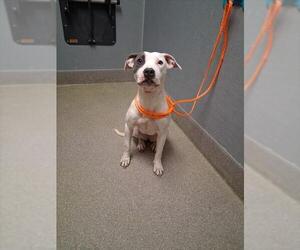 American Pit Bull Terrier-Unknown Mix Dogs for adoption in Las Vegas, NV, USA