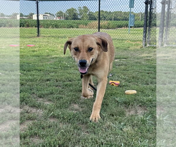 Medium Photo #7 Labrador Retriever-Unknown Mix Puppy For Sale in Evansville, IN, USA