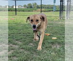 Small #6 Labrador Retriever Mix