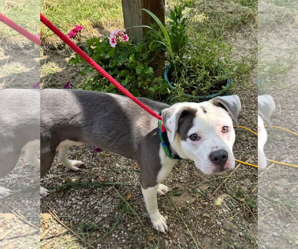 Medium Photo #2 American Pit Bull Terrier-Unknown Mix Puppy For Sale in Germantown, OH, USA