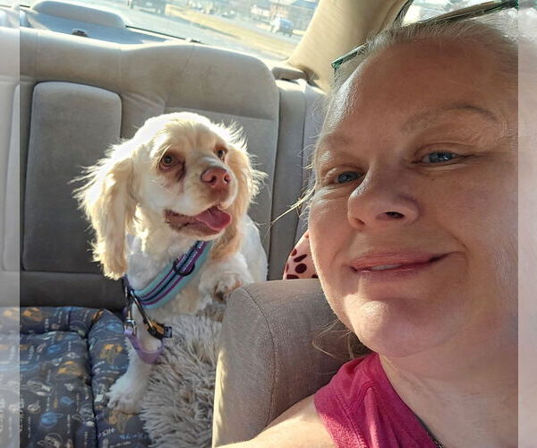 Medium Photo #2 Cocker Spaniel-Unknown Mix Puppy For Sale in Bedford, VA, USA