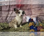 Puppy 1 Aussie-Corgi-Cardigan Welsh Corgi Mix