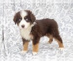 Puppy 3 Miniature Australian Shepherd