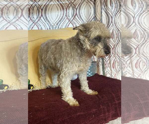 Medium Photo #3 Mutt Puppy For Sale in HOPKINSVILLE/PRINCETON, KY, NH, USA