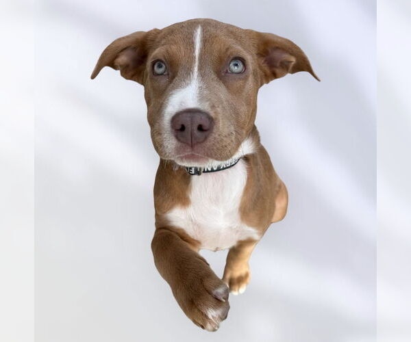 Medium Photo #1 Labrador Retriever-Unknown Mix Puppy For Sale in Rockville, MD, USA