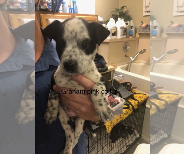 Medium Photo #1 Mutt Puppy For Sale in Amarillo, TX, USA