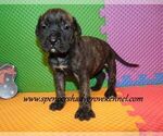 Small #4 Mastiff