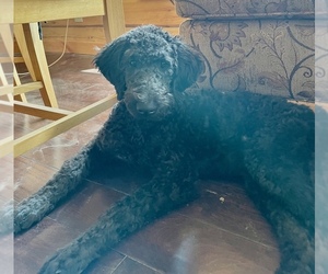 Labradoodle Puppy for sale in MONTELLO, WI, USA