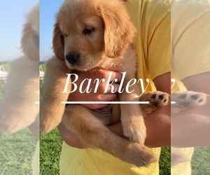 Golden Labrador Puppy for sale in CLINTONVILLE, WI, USA