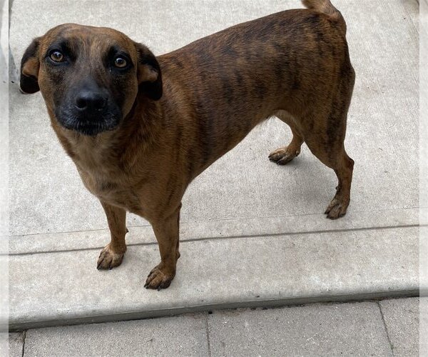 Medium Photo #12 Catahoula Leopard Dog-Unknown Mix Puppy For Sale in Spring, TX, USA