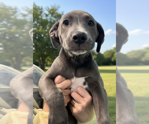 Mutt Dogs for adoption in Elmsford, NY, USA