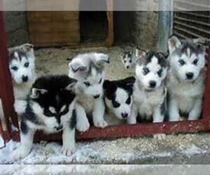 Siberian Husky Puppy for sale in MUNCIE, IN, USA