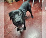 Small #44 American Pit Bull Terrier Mix