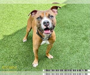 American Pit Bull Terrier Dogs for adoption in West Palm Beach, FL, USA