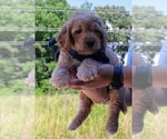 Small Photo #40 Goldendoodle Puppy For Sale in TIMBERLAKE, NC, USA