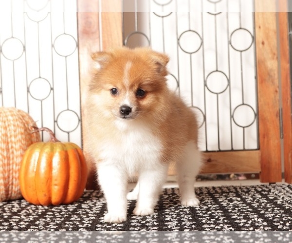 Medium Photo #1 Pomeranian Puppy For Sale in NAPLES, FL, USA