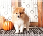 Small Pomeranian