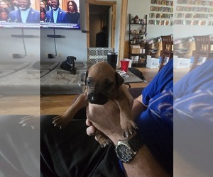 Rhodesian Ridgeback Puppy for sale in ALBA, TX, USA