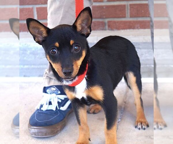 Medium Photo #3 Chipin Puppy For Sale in Carrollton, TX, USA