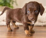 Puppy Puppy 6 Aussiedox