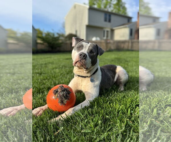 Medium Photo #5 Mutt Puppy For Sale in Doylestown, PA, USA