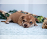 Puppy Nelly Chihuahua-Chorkie Mix
