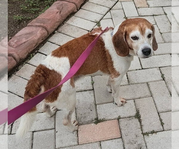 Medium Photo #8 Beagle Puppy For Sale in Dunnellon, FL, USA