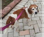 Small Photo #8 Beagle Puppy For Sale in Dunnellon, FL, USA