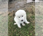 Small Photo #9 Great Pyrenees Puppy For Sale in FROSTPROOF, FL, USA