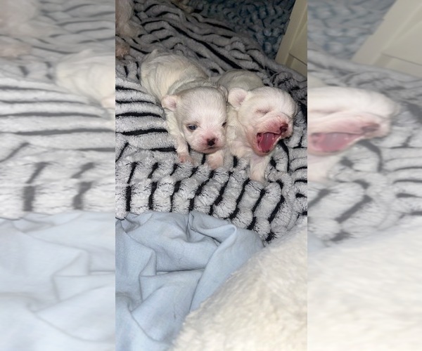 Medium Photo #2 Mal-Shi-YorkiePoo Mix Puppy For Sale in LILBURN, GA, USA
