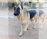 Small Photo #11 German Shepherd Dog-Unknown Mix Puppy For Sale in Apple Valley, CA, USA