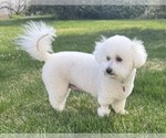 Small Photo #1 Bichon Frise Puppy For Sale in TEHACHAPI, CA, USA