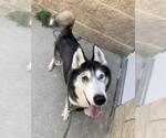 Small #2 Siberian Husky Mix