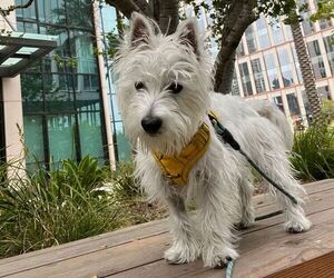 West Highland White Terrier Puppy for sale in SAN DIEGO, CA, USA