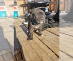 Small Photo #5 Cane Corso Puppy For Sale in TRINIDAD, CO, USA