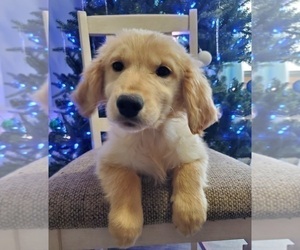 Golden Retriever Puppy for sale in GOSHEN, IN, USA