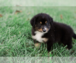 Puppy 2 Australian Shepherd