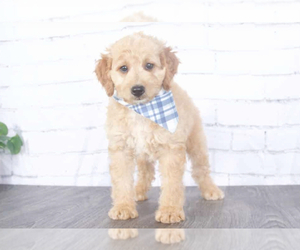 Goldendoodle (Miniature) Puppy for sale in RED LION, PA, USA