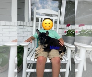German Shepherd Dog Puppy for Sale in ALACHUA, Florida USA