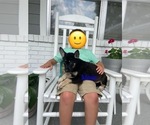 Image preview for Ad Listing. Nickname: Litter of 6