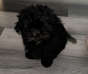Mutt Puppy for sale in AUBURN, WA, USA
