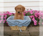 Small #1 English Cream Golden Retriever